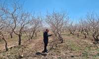 بازدید کارشناس باغبانی جهاد کشاورزی از باغات روستای علی آباد نیستانک